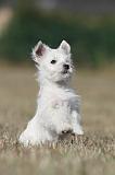 WESTIE 174